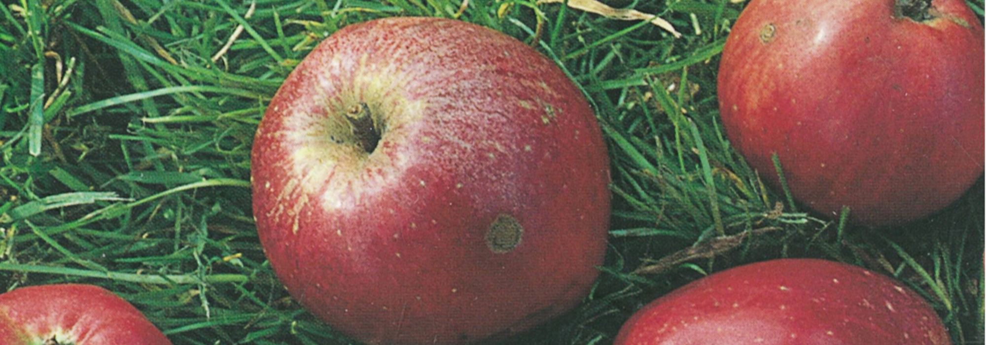 banner fruit Joop appels