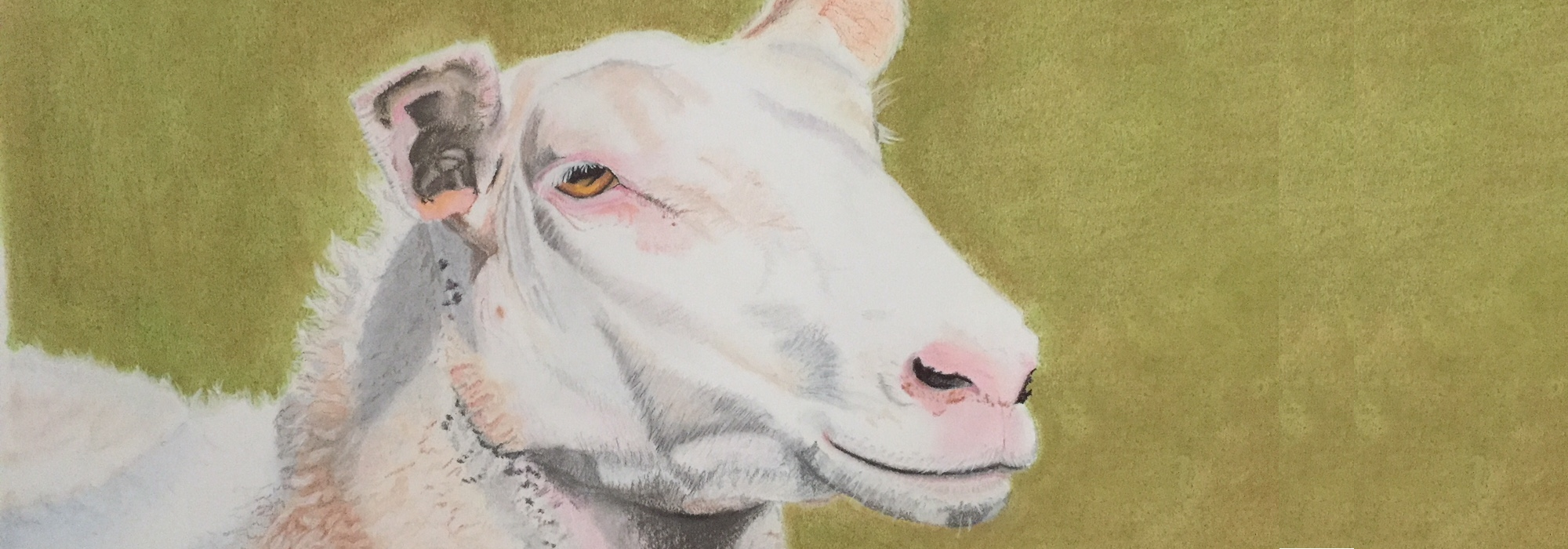 banner schilderij Fries Schaap