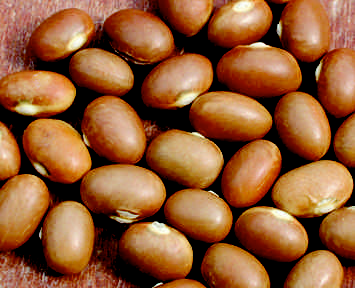 Leverkleurige boon